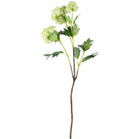 Snowball Viburnum Lime 80cm | Annie Mo's