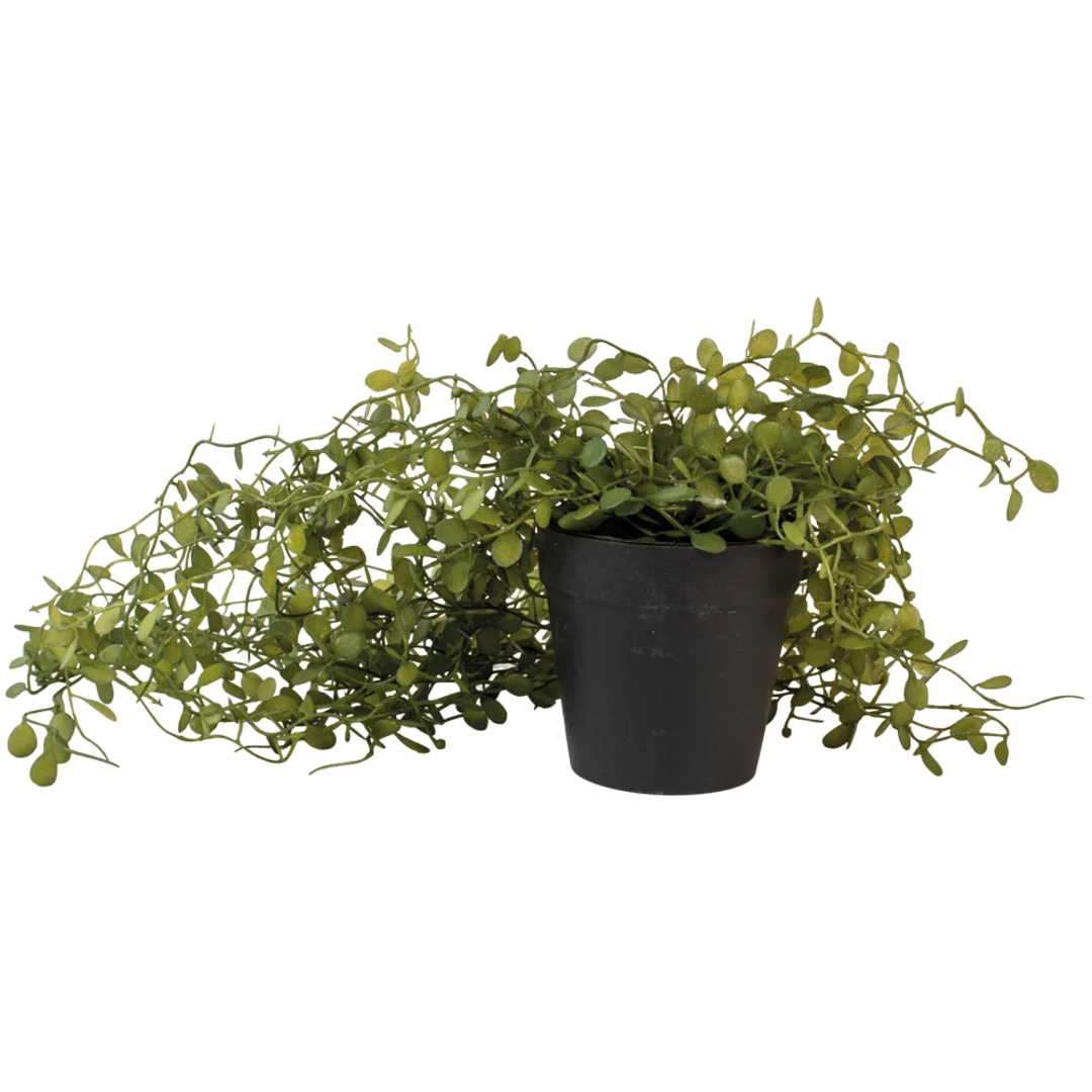 String of Nickels in Pot 58cm