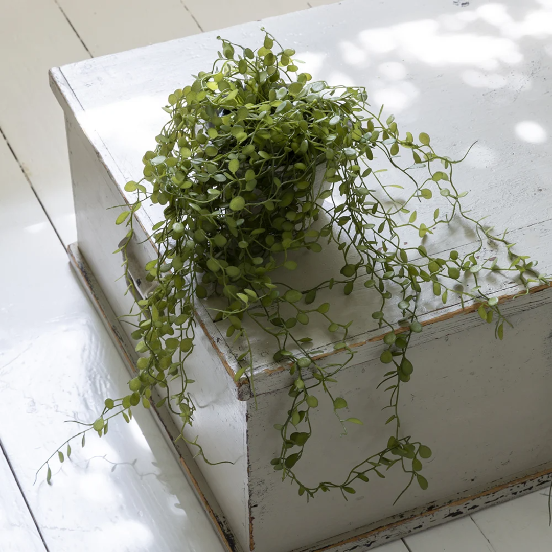 String of Nickels in Pot 58cm | Annie Mo's