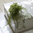 String of Nickels in Pot 58cm | Annie Mo's