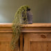 Tilliandsia Trailing Faux Plant 76cm | Annie Mo's