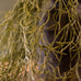 Tilliandsia Trailing Faux Plant 76cm
