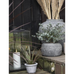 Rustic Pot Cleopatra 18cm