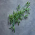 Asparagus Trailing Stem 92cm