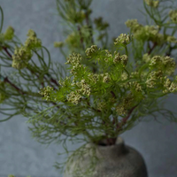 Wild Fennel Bush Stem 54cm | Annie Mo's