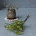 Wild Fennel Bush Stem 54cm