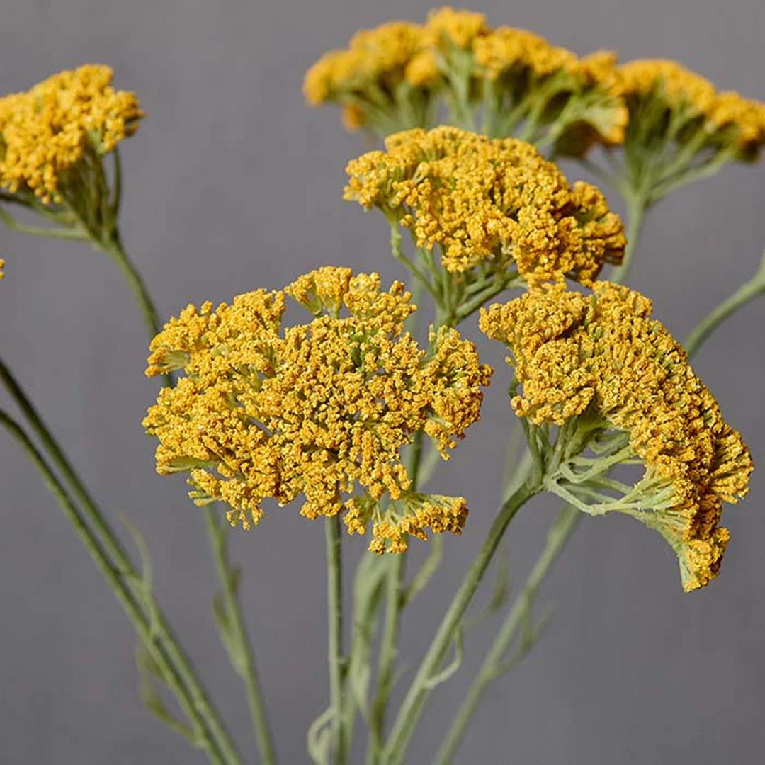Yellow Yarrow Stem 72cm | Annie Mo's
