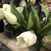 Tulip Mix White 36cm