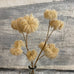 Beige Dry Look Clematis Stem 66cm | Annie Mo's Room Shot