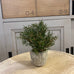 Small Rosemary Bush in Clay Pot 21cm