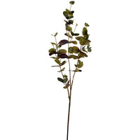 Eucalyptus Stem 70cm