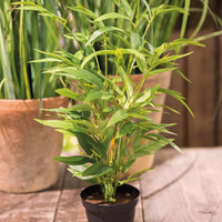 Bamboo in Pot 45cml | Annie Mo's
